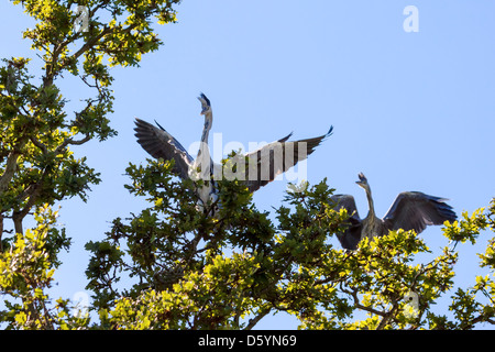Des hérons cendrés (Ardea cinerea) affichage Banque D'Images
