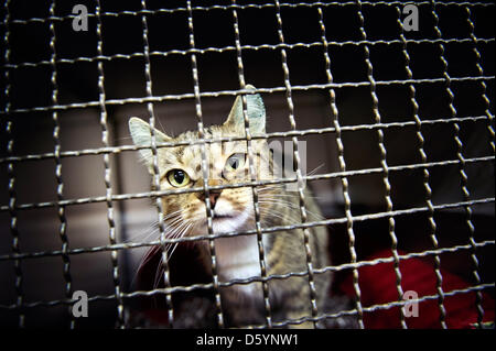 Un chat de maison regarde à travers le grillage de séparation de son chenil à l'accueil pour les animaux à Munich, Allemagne, le 8 octobre 2012. Autour de 750 animaux sont sous les soins de 40 gardiens et 30 bénévoles. Photo : Victoria Bonn-Meuser Banque D'Images