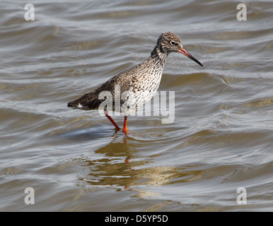 Chevalier Gambette (Tringa totanus) de nourriture dans un lac côtier Banque D'Images