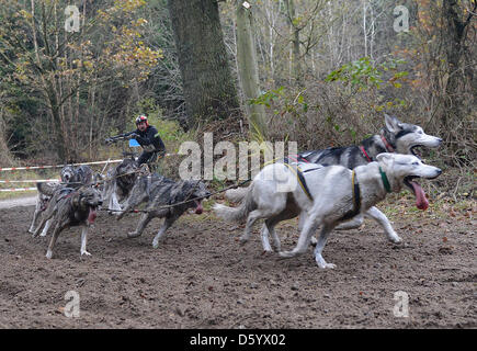 Un participant de la course de chiens de traîneau championnat européen conduit un chien à l'équipe huit-Christianslust Forst près de Burg, Allemagne, 04 novembre 2012. Près de 300 participants de 21 pays avec plus de 1200 chiens concurrencer dans l'événement. Photo : MARCUS BRANDT Banque D'Images