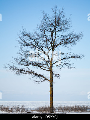 Silhouette d'arbre d'hiver sur la côte de la mer Baltique Banque D'Images