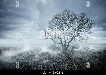 De beaux paysages. Un arbre isolé s'élève du brouillard. Banque D'Images