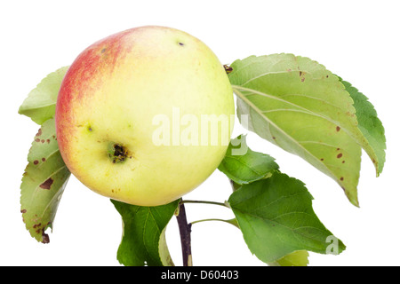 Jaune Rouge apple écologique sur branch Banque D'Images