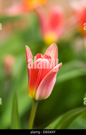 De plus en plus miniatures tulipes rouges dans le jardin. Banque D'Images