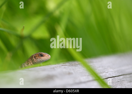 Commune européenne (lézard Lacerta vivipara, Zootoca vivipara), l'Europe, l'Estonie Banque D'Images