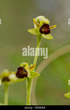 Wild Orchid, Ophrys atlantica, Atlas Orchid, Andalousie, Sud de l'Espagne. Banque D'Images