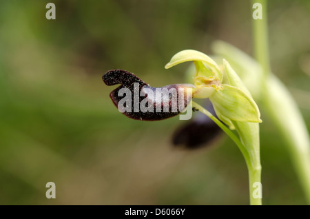 Wild Orchid, Ophrys atlantica, Atlas Orchid, Andalousie, Sud de l'Espagne. Banque D'Images