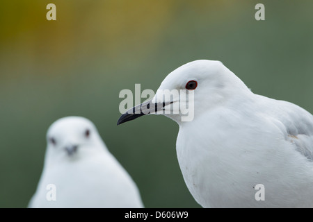 Black-billed Gull Chroicocephalus bulleri, les immatures, Lac Te Anau, Nouvelle-Zélande, novembre Banque D'Images