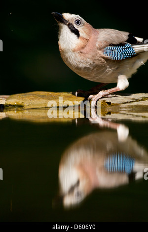 Eurasian Jay Garrulus glandarius de woodland potable extérieure au lac Csaj, Hongrie, en juin. Banque D'Images