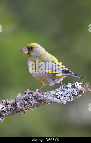 (Européen) Verdier Chloris chloris homme perché sur une branche dans le jardin à Kuusamo, Finlande en avril. Banque D'Images