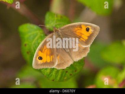 Maniola jurtina Meadow Brown pèlerin femelle sur bramble chez Ballard, Dorset en juillet. Banque D'Images