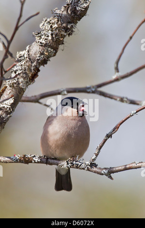 Le nord de Bouvreuil Pyrrhula pyrrhula femme perché dans l'arbre à Kuusamo, Finlande en avril. Banque D'Images