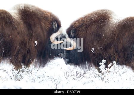 Le boeuf musqué Ovibus moschatus les hommes de tête à tête près de Prudhoe Bay, en Alaska, en octobre. Banque D'Images