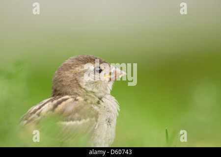 Portrait de femme Moineau domestique (Passer domesticus). L'Europe Banque D'Images