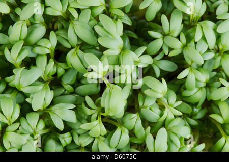 Le cresson alénois Lepidium sativum ou