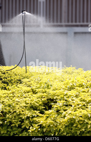 L'arroseur arroser les fleurs jaunes dans la matinée. Banque D'Images