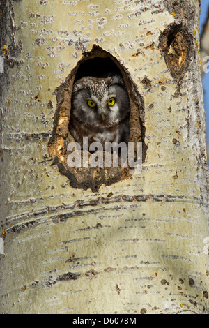 La Chouette de Tengmalm Aegolius funereus à la recherche de nid près de Kuusamo, Finlande en avril. Banque D'Images