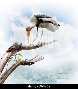 Le Painted Stork (Mycteria leucocephala) Perching Banque D'Images