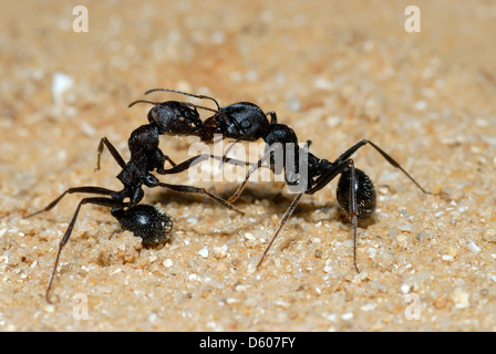 Combat de fourmis Banque D'Images