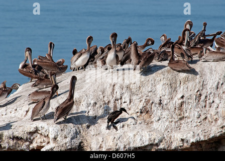 Pélican brun colonie sur un rocher sur le Pacifique Banque D'Images