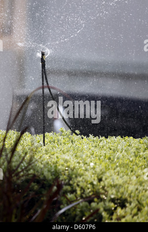 L'arroseur arroser les spins des fleurs dans la matinée. Banque D'Images