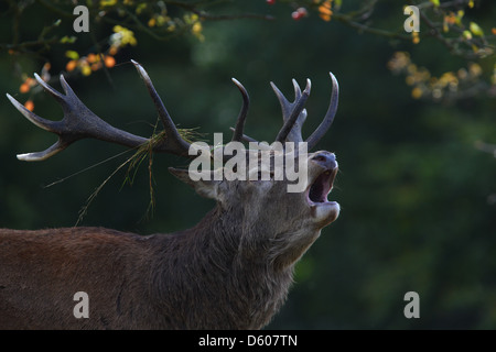 Feu de Red Deer (Cervus elaphus), Europe Banque D'Images