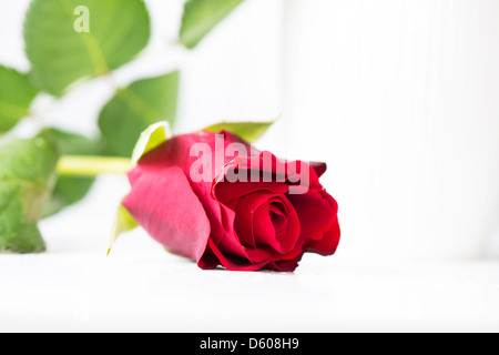 Rose rouge en high key Banque D'Images