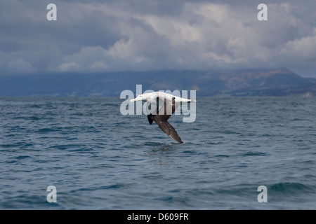 L'albatros de Gibson Diomedea antipodensis gibsoni, adulte, en vol, Kaikoura, Nouvelle-Zélande, en novembre. Banque D'Images