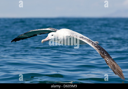 L'albatros de Gibson Diomedea antipodensis gibsoni, adulte, en vol, Kaikoura, Nouvelle-Zélande, en novembre. Banque D'Images