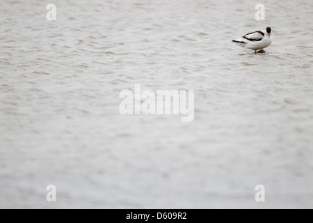 Avocette Recurvirostra avosetta, adulte, l'alimentation en lagon peu profond, l'île de Brownsea, au Royaume-Uni en janvier. Banque D'Images