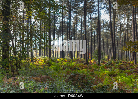 Le bois du polygone dans la lumière du soleil tôt le matin, la seconde guerre mondiale, un Cimetière et Mémorial, Ieper (Ypres), Flandre, Belgique, Europe de l'Ouest Banque D'Images