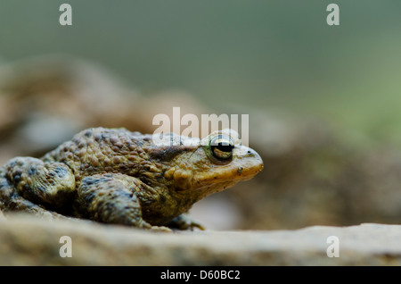 Crapaud commun était assis sur la roche Banque D'Images