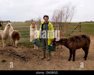 Agriculteur de lama, Tom Tripp au Lama Lland, près de Truro, Cornwall, UK 2013 Banque D'Images