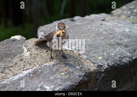 Oiseau Geai des manger des aliments en pique-nique le Mont Rainier National Park, Washington, USA Banque D'Images