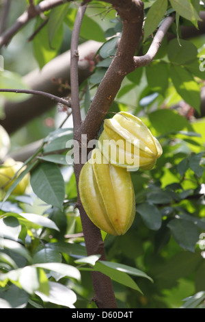 La carambole ou caramboles est le fruit en Thailande,Adouci et aigre. Banque D'Images