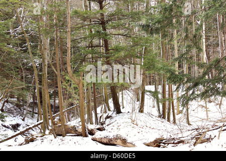 Le pin et bois de cèdre à l'avant-garde d'une scène d'hiver de la forêt. Banque D'Images