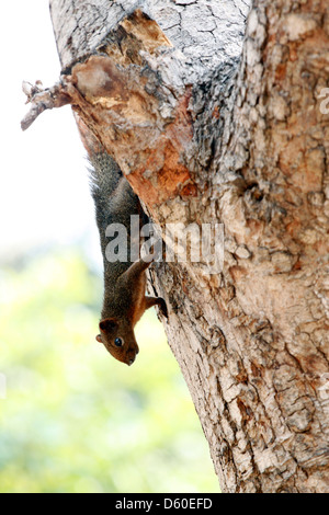 Les écureuils dans le parc,il était pendu la tête en bas d'un arbre. Banque D'Images