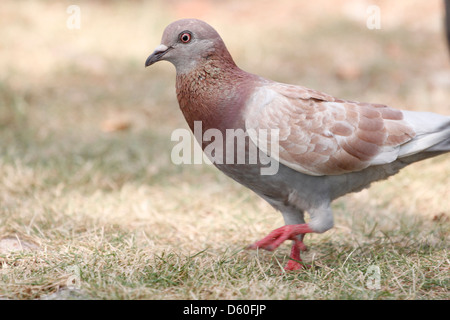 Le Pigeon blanc d'oiseau,il en Thaïlande. Banque D'Images