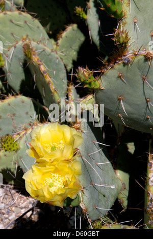 Cactus dans le Saguaro National Park dans le sud de l'Arizona, USA. Banque D'Images