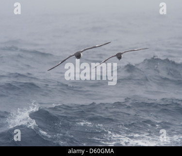 Une paire de pétrels du Cap (Daption capense), dans une mer difficile dans le Passage de Drake, le sud de l'océan. Banque D'Images