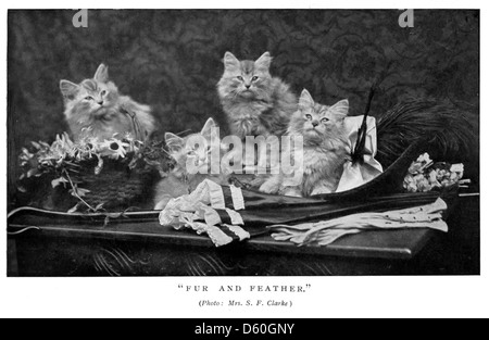 Une publication de 1903 intitulée 'le Livre du chat', qui présente des illustrations détaillées et des descriptions de diverses races de chats. Le livre explore l'histoire, les soins et les caractéristiques des chats, reflétant l'intérêt croissant pour les chats comme animaux de compagnie au début du XXe siècle. Banque D'Images