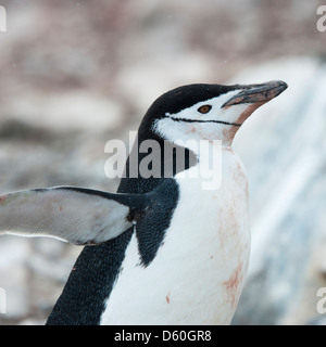 Jugulaire Penguin portrait (Pygoscelis antarcticus). Hannah Point, Îles Shetland du Sud. Banque D'Images