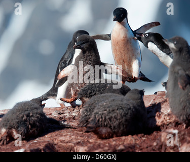 Manchot Adélie (Pygoscelis adeliae), adulte chasing poussin. L'île de Petermann, péninsule antarctique. Banque D'Images