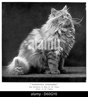 Ce livre de 1903 sur les chats domestiques explore leur comportement, leur histoire et leur importance en tant qu'animaux de compagnie, offrant un aperçu de leur domestication, de leurs soins et de leur rôle dans la société humaine au début du XXe siècle. Banque D'Images
