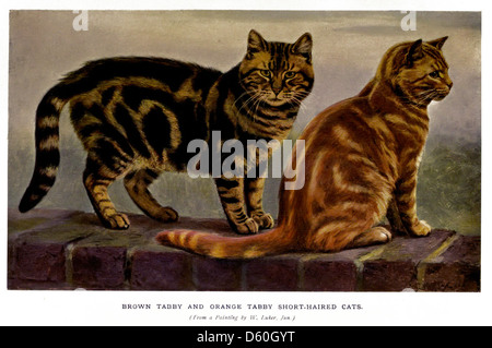 Cette publication de 1903, 'le Livre du chat', explore la nature et les caractéristiques des chats, avec des illustrations et des descriptions détaillées. Il sert de guide complet pour les espèces félines, mettant en évidence leur comportement, leurs races et leurs rôles dans la société. Banque D'Images