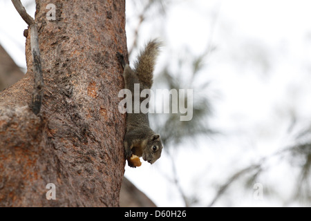 Les écureuils dans le parc,il était pendu la tête en bas d'un arbre et manger des aliments. Banque D'Images