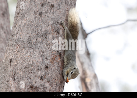 Les écureuils dans le parc,il était pendu la tête en bas d'un arbre et manger des aliments. Banque D'Images