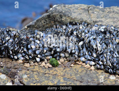 Moules sur la rive, Western Cape, Afrique du Sud Banque D'Images