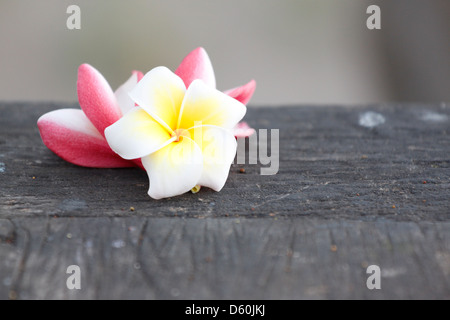 Photo Fleur de frangipanier (plumeria) sur l'arbre. Banque D'Images