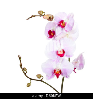 Orchid isolé sur fond blanc Banque D'Images